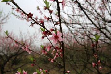 桃花 桃树 枝条