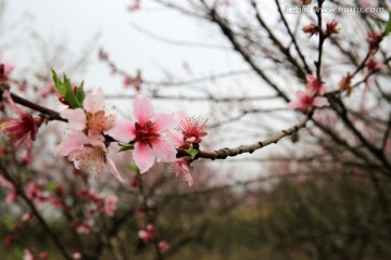 桃花 桃树 枝条