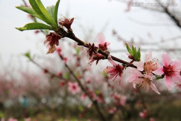 桃花 桃树 枝条