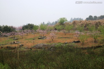 桃林 果园 旅游