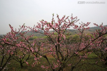 桃花 桃林 果园 旅游