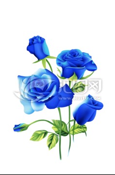 玫瑰 花卉 藍(lán)色妖姬