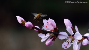 蜜蜂在桃花里飞舞一