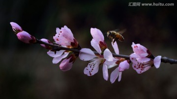 蜜蜂在桃花里飞舞四
