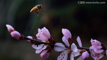 蜜蜂在桃花里飞舞八