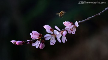 蜜蜂在桃花里飞舞九