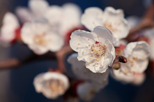 杏花 高清花卉