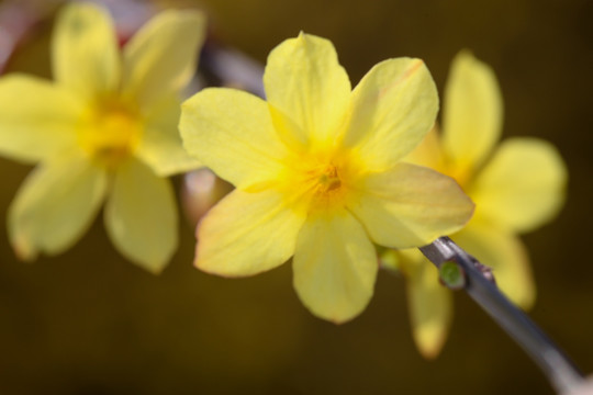 迎春花