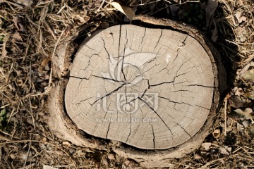树桩 木纹