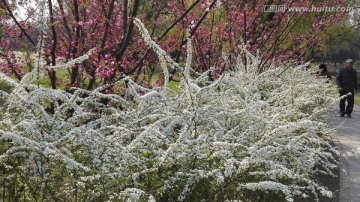 喷雪花