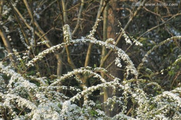 喷雪花