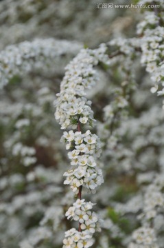 喷雪花