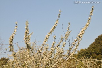 喷雪花