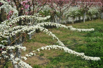 喷雪花