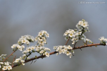 喷雪花