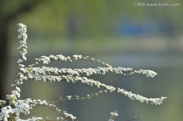 喷雪花