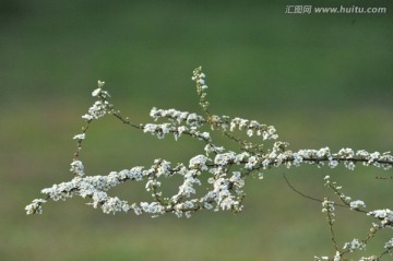 喷雪花