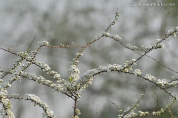 喷雪花