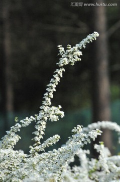 喷雪花