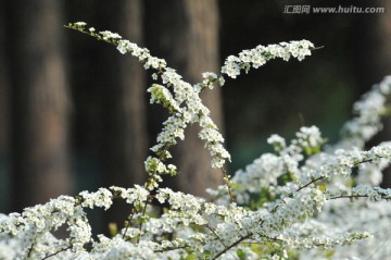 喷雪花