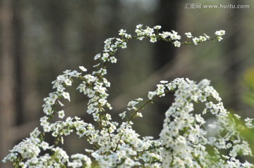 喷雪花