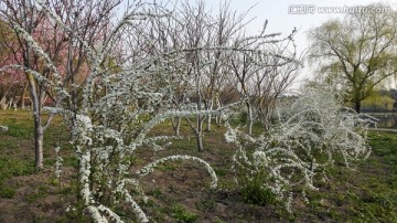 喷雪花