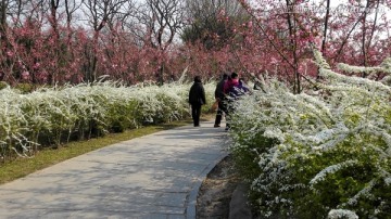 喷雪花雪白如雪花