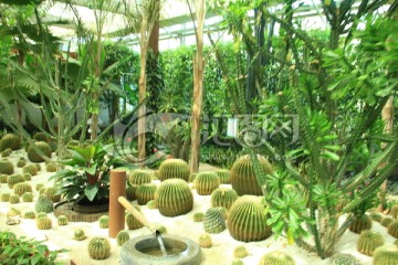 热带植物仙人球
