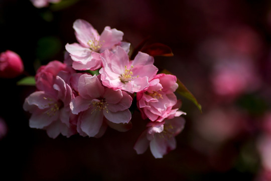 樱花素材