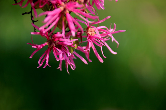 花卉特写