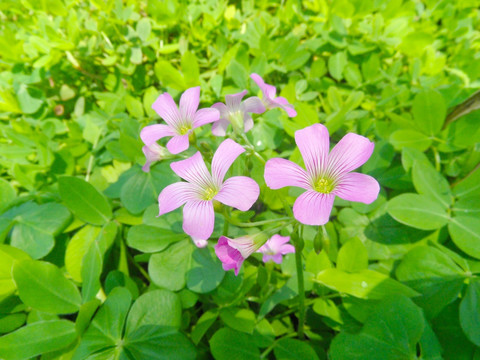 红花酢浆草