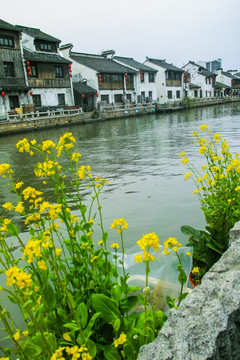 水乡菜花古运河