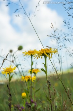 野菊花