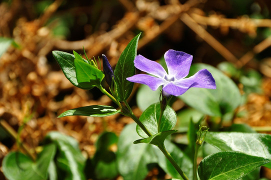 小蔓长春花