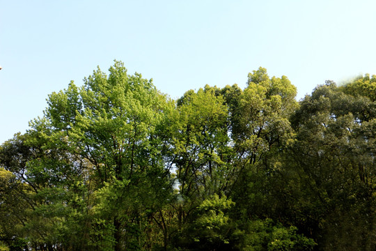 绿色生态树林