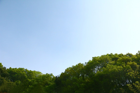 俯瞰树林蓝天