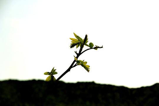 发芽 树芽