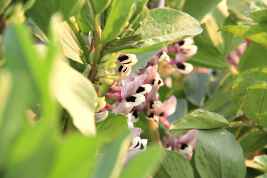 豌豆花