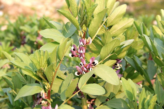 豌豆花蕊