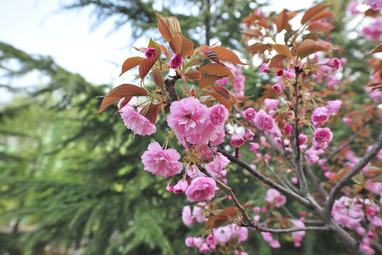 樱花