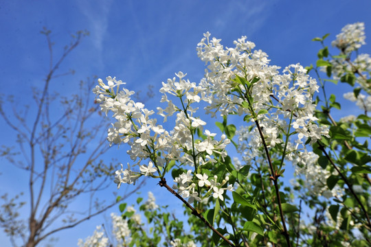 蓝天  天空  白色花