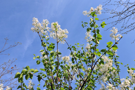 白色花  春天  蓝天