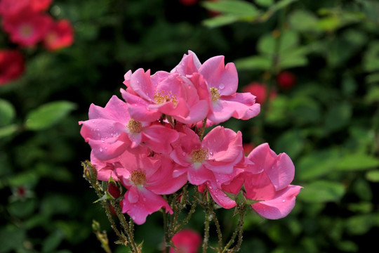 月季花  红月季  花卉