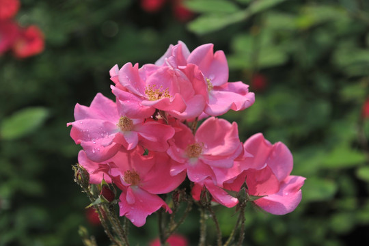 月季花  红色花   红花