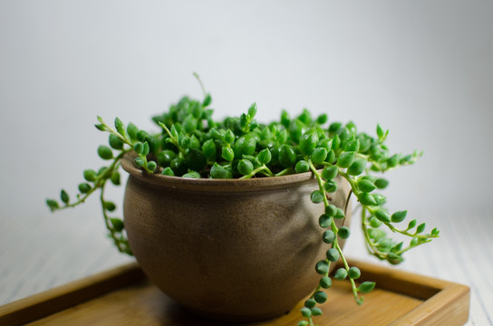 多肉植物 珍珠吊篮