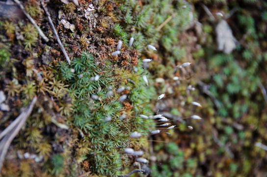 苔藓 分生孢子 地衣