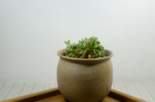 多肉植物 酥皮鸭