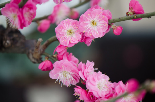 梅花 花卉