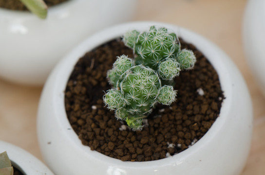 多肉植物 白鸟