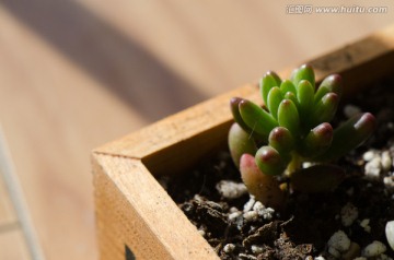 虹之玉 多肉植物